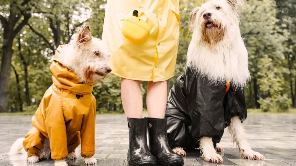 Cuidados ao Acampar com Cachorro em Falta de Energia e Chuva 2 Acampar com Cachorro em Falta de Energia e Chuva