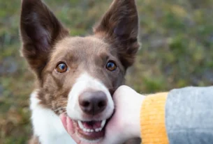 Atividades Divertidas com Cachorro Durante o Camping