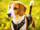 Guia e Peitoral para Acampar com Cachorro
