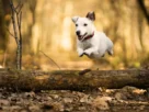 ritmo ideal de trilha para o cachorro