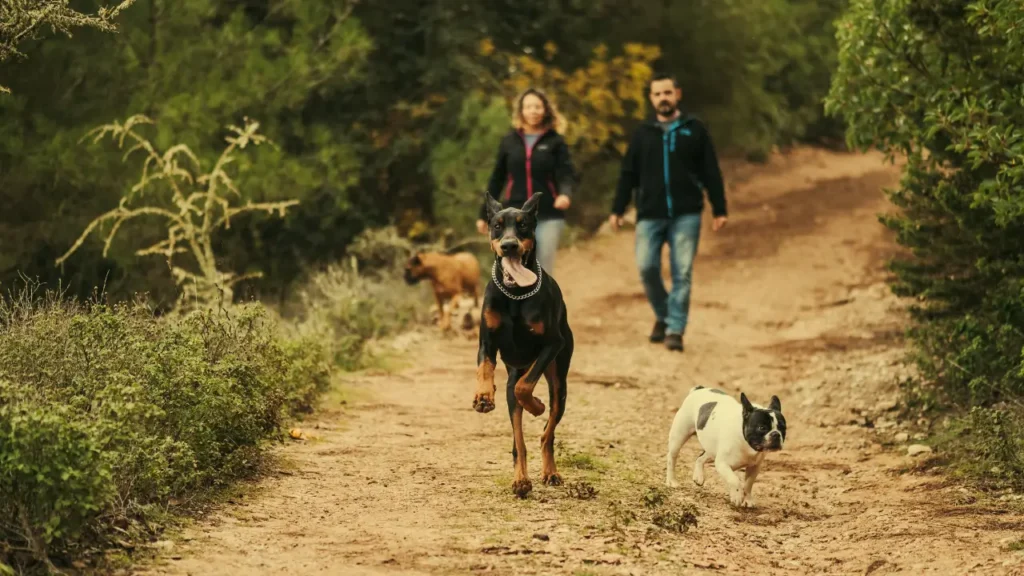 Como identificar o ritmo ideal de trilha para o cachorro 3 ritmo ideal de trilha para o cachorro