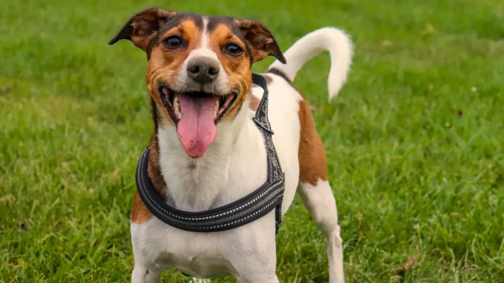 Como Escolher Guia e Peitoral para Acampar com Cachorro 3 Guia e Peitoral para Acampar com Cachorro