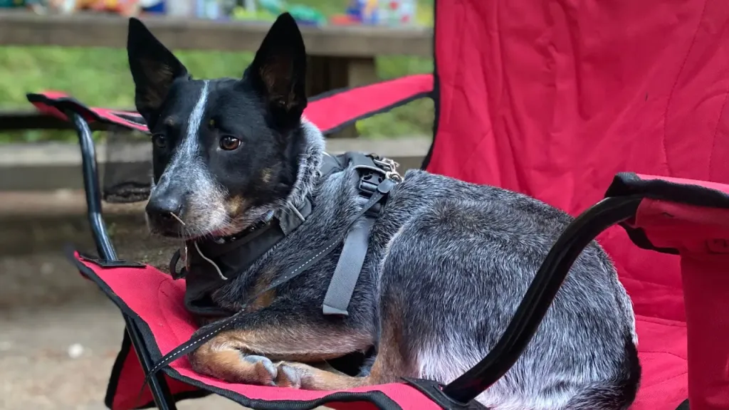 Roteiros de Camping com Cachorro em Trilhas Curtas Perto de SP 2 Camping com Cachorro em Trilhas Curtas
