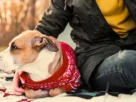 Proteger o Cachorro do Vento Forte no Camping