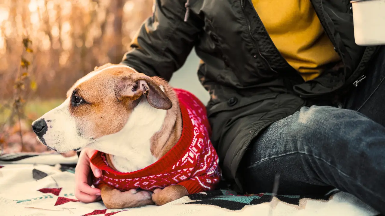 Proteger o Cachorro do Vento Forte no Camping