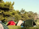 Camping para Cachorros com Mobilidade Reduzida