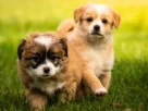 Acampar com cachorro filhote