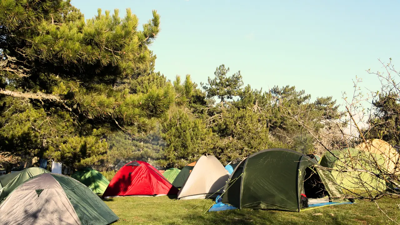 Camping para Cachorros com Mobilidade Reduzida
