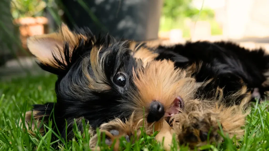 Como Acampar com Cães de Raça Pequena em Terreno Irregular 3 Acampar com Cães de Raça Pequena em Terreno Irregular