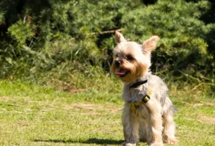 Acampar com Cães de Raça Pequena em Terreno Irregular